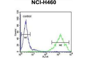 Flow cytometric analysis of NCI-H460 cells using OR2Z1 Antibody (N-term) Cat. (OR2Z1 Antikörper  (N-Term))