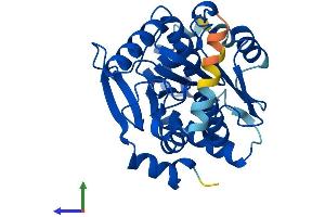 SPG21 Protein (AA 1-308) (His tag)