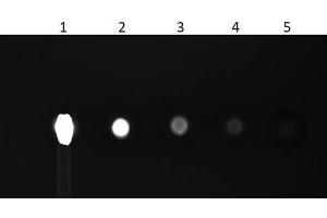 Dot Blot Results of Cat IgG Whole Molecule Fluorescein Conjugated.