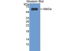 Western Blotting (WB) image for anti-Caspase 14, Apoptosis-Related Cysteine Peptidase (CASP14) (AA 17-248) antibody (ABIN1858238)