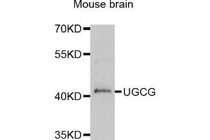 Western blot analysis of extracts of mouse brain, using μgCG antibody (ABIN3213824) at 1/1000 dilution. (UGCG Antikörper)