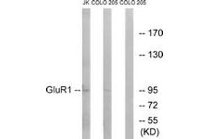 Western blot analysis of extracts from COLO/Jurkat cells, using GluR1 (Ab-849) Antibody. (Glutamate Receptor 1 Antikörper  (AA 816-865))