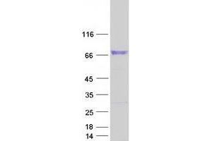 Validation with Western Blot (CDH23 Protein (Transcript Variant 2) (Myc-DYKDDDDK Tag))