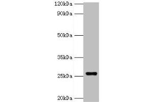 Western blot All lanes: GSTA4 antibody at 8 μg/mL + 293T whole cell lysate Secondary Goat polyclonal to rabbit IgG at 1/10000 dilution Predicted band size: 26, 15 kDa Observed band size: 26 kDa (GSTA4 Antikörper  (AA 93-222))