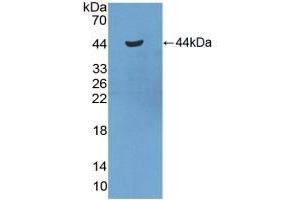 Detection of Recombinant SAA2, Mouse using Polyclonal Antibody to Serum Amyloid A2 (SAA2) (SAA2 Antikörper  (AA 20-122))