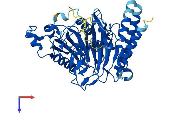 Secernin 3 Protein (SCRN3) (AA 1-418) (His tag)