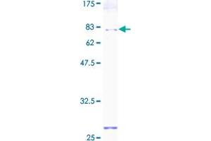 SDS-PAGE (SDS) image for Protein Disulfide Isomerase Family A, Member 6 (PDIA6) (AA 1-440) protein (GST tag) (ABIN1314541)