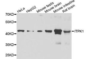 Western blot analysis of extracts of various cell lines, using ITPK1 antibody. (ITPK1 Antikörper)