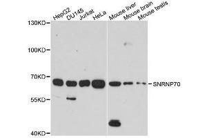 Western blot analysis of extracts of various cell lines, using SNRNP70 antibody. (SNRNP70 Antikörper  (AA 150-250))