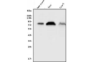 Western blot analysis of CD55 using anti-CD55 antibody (ABIN3043393). (CD55 Antikörper  (AA 35-347))