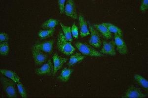 IF analysis of EIF4A using anti-EIF4A antibody (ABIN7601309). (EIF4A1 Antikörper  (AA 32-406))