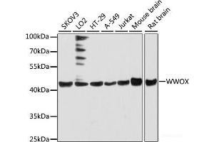 Western blot analysis of extracts of various cell lines using WWOX Polyclonal Antibody at dilution of 1:3000. (WWOX Antikörper)