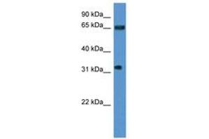 Image no. 1 for anti-Serine/arginine Repetitive Matrix 4 (SRRM4) (AA 270-319) antibody (ABIN6746818) (SRRM4 Antikörper  (AA 270-319))