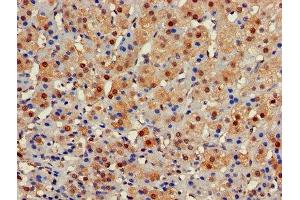 Immunohistochemistry of paraffin-embedded human adrenal gland tissue using ABIN7153422 at dilution of 1:100 (GALT Antikörper  (AA 1-379))