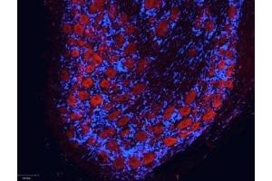 Expression of NMDAR2B (NR2B) in rat DRG - Immunohistochemical staining of rat dorsal root ganglia (DRG) frozen sections using Anti-NMDAR2B (GluN2B) (extracellular)-ATTO Fluor-594 Antibody (ABIN7043231), (red), (1:50).