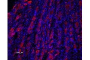 Expression of Prokineticin receptor 2 in rat DRG - Immunohistochemical staining of rat dorsal root ganglion (DRG) frozen sections using Anti-Prokineticin Receptor 2 (extracellular) Antibody (ABIN7043561 and ABIN7045111), (1:100), followed by goat anti-rabbit-AlexaFluor-594 secondary antibody (red). (Prokineticin Receptor 2 Antikörper  (Extracellular, N-Term))