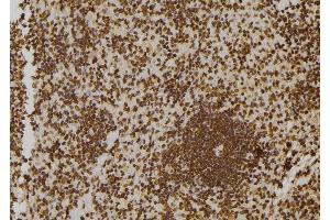 ABIN6273546 at 1/100 staining Rat spleen tissue by IHC-P. (ZNF497 Antikörper)