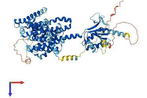 SLC26A1 Protein (AA 1-704) (His tag)