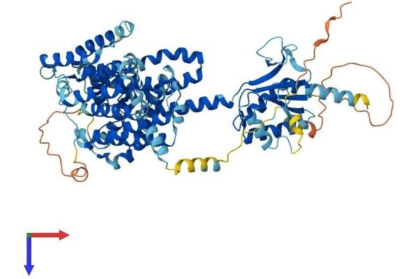 SLC26A1 Protein (AA 1-704) (His tag)