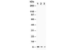 Western blot testing of TGF alpha antibody and Lane 1:  recombinant human protein 10ng (TGFA Antikörper  (AA 73-89))
