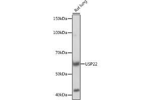 Western blot analysis of extracts of Rat lung, using USP22 Rabbit mAb (ABIN7271150) at 1:1000 dilution. (USP22 Antikörper)