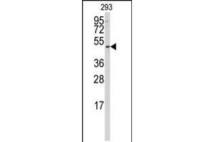 Western blot analysis of anti-SSB Antibody in 293 cell line lysates (35ug/lane) (SSB Antikörper  (N-Term))