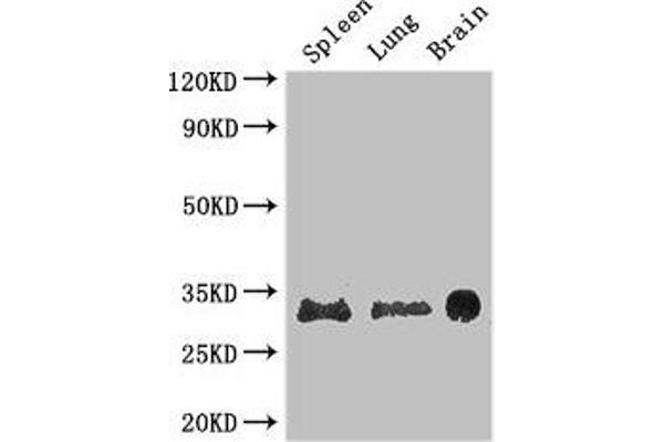 PITX3 anticorps  (AA 10-200)