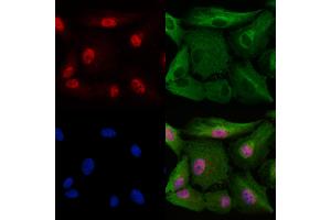 ABIN6265557 and ABIN6278407 staining  cells by IF/ICC. (THOC1 Antikörper  (C-Term))