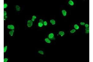 Immunofluorescence (IF) image for anti-Homeobox C11 (HOXC11) antibody (ABIN1498708) (HOXC11 Antikörper)