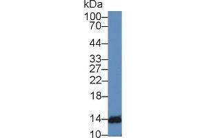 Western Blot; Sample: Mouse Lymphocyte lysate; Primary Ab: 2µg/mL Rabbit Anti-Human IFNa4 Antibody Second Ab: 0. (IFNA4 Antikörper  (AA 10-163))