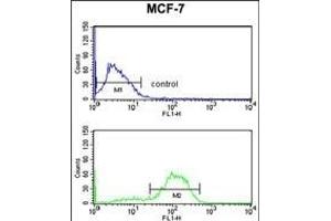 DAGLB Antibody (Center) (ABIN653271 and ABIN2842788) flow cytometry analysis of MCF-7 cells (bottom histogram) compared to a negative control cell (top histogram). (DAGLB Antikörper  (AA 491-518))