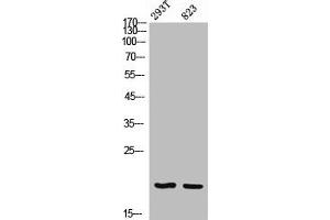 Epigen Antikörper  (Internal Region)