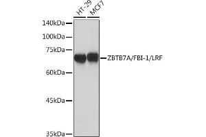 Western blot analysis of extracts of various cell lines, using ZBTB7A/FBI-1/LRF Rabbit mAb (ABIN7271439) at 1:1000 dilution. (ZBTB7A Antikörper)