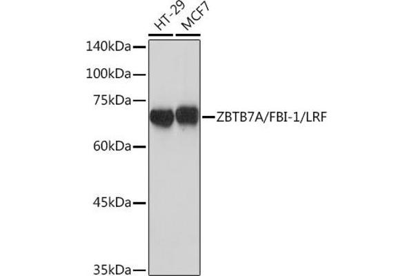 ZBTB7A Antikörper