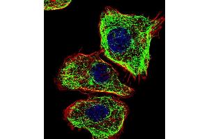 Fluorescent confocal image of  cell stained with DMRTA2 Antibody (C-term) (ABIN1881263 and ABIN2838900).