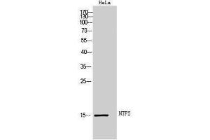 Western Blotting (WB) image for anti-Nuclear Transport Factor 2 (NUTF2) (Internal Region) antibody (ABIN3176412) (NUTF2 Antikörper  (Internal Region))