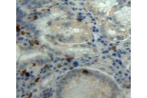 Used in DAB staining on fromalin fixed paraffin-embedded stomach tissue (DDOST Antikörper  (AA 43-427))