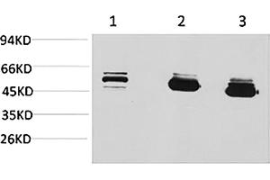 Western blot analysis of 1) MCF7, 2) mouse brain tissue, 3) rat brain tissue using MICU1 Monoclonal Antibody. (MICU1 Antikörper)