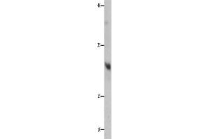 Western Blotting (WB) image for anti-Growth Factor, Augmenter of Liver Regeneration (GFER) antibody (ABIN2427732) (GFER Antikörper)