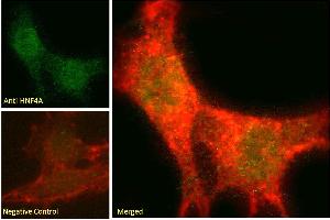 ABIN6391399 Immunofluorescence analysis of paraformaldehyde fixed NIH3T3 cells, permeabilized with 0. (HNF4A Antikörper  (Internal Region))