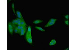 Immunofluorescence (IF) image for anti-Natriuretic Peptides B (NPPB) (AA 27-102) antibody (ABIN7161056)
