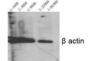 Western Blot (WB) analysis of specific cells using Actin beta Polyclonal Antibody. (beta Actin Antikörper  (N-Term))