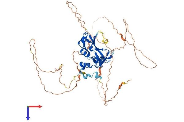 T-Box 22 Protein (TBX22) (AA 1-517) (His tag)