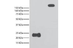 Reduced and non-reduced rabbit IgG was resolved by electrophoresis, transferred to PVDF membrane, and probed with Mouse Anti-Rabbit Light Chain-HRP.