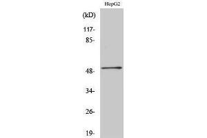 Western Blotting (WB) image for anti-HNF4 alpha/gamma (Internal Region) antibody (ABIN3175518) (HNF4 alpha/gamma Antikörper  (Internal Region))