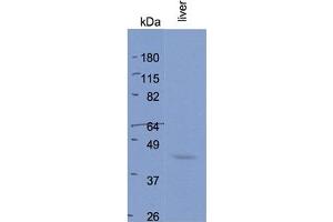 BHMT2 antibody - middle region  validated by WB using Rat Liver at 1ug/mL. (BHMT2 Antikörper  (Middle Region))