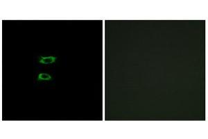 Immunofluorescence (IF) image for anti-Bone Morphogenetic Protein 8A (BMP8A) (C-Term) antibody (ABIN1850928) (BMP8A Antikörper  (C-Term))