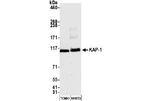 Western Blotting (WB) image for anti-Tripartite Motif Containing 28 (TRIM28) (AA 1-50) antibody (ABIN7455078)