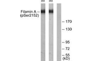 Western blot analysis of extracts from 293 cells treated with EGF 200ng/ml 5', using Filamin A (Phospho-Ser2152) Antibody. (Filamin A Antikörper  (pSer2152))