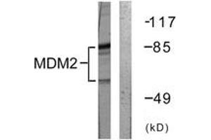 Western blot analysis of extracts from COS7 cells, using MDM2 (Ab-166) Antibody.